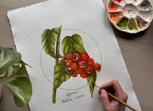 Guaraná through Botanical Art