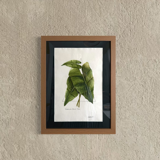 Philodendron Burle Marx Original