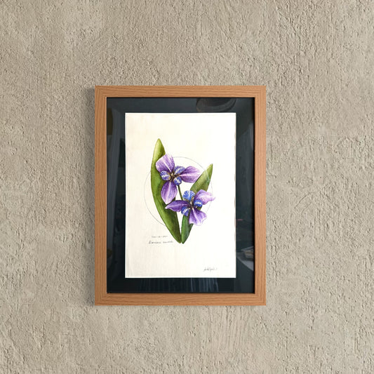 Iris da Praia Original