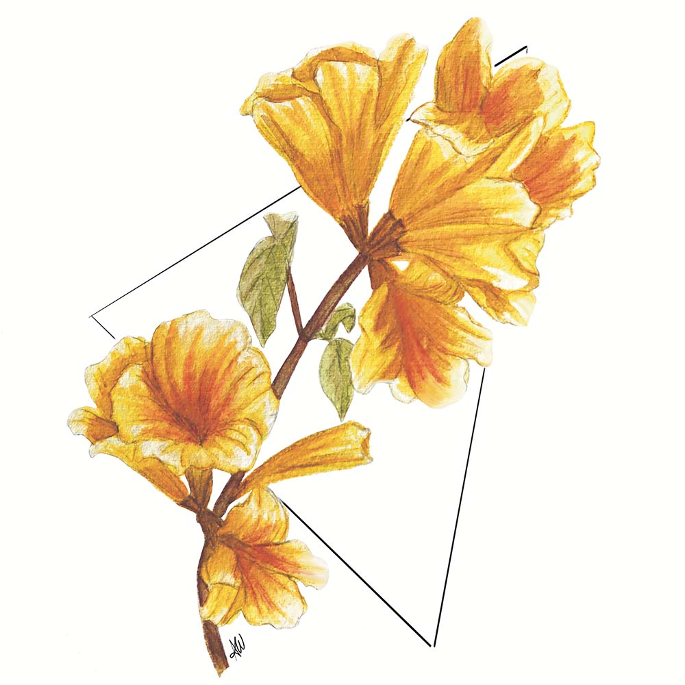 Ipê Amarelo Original