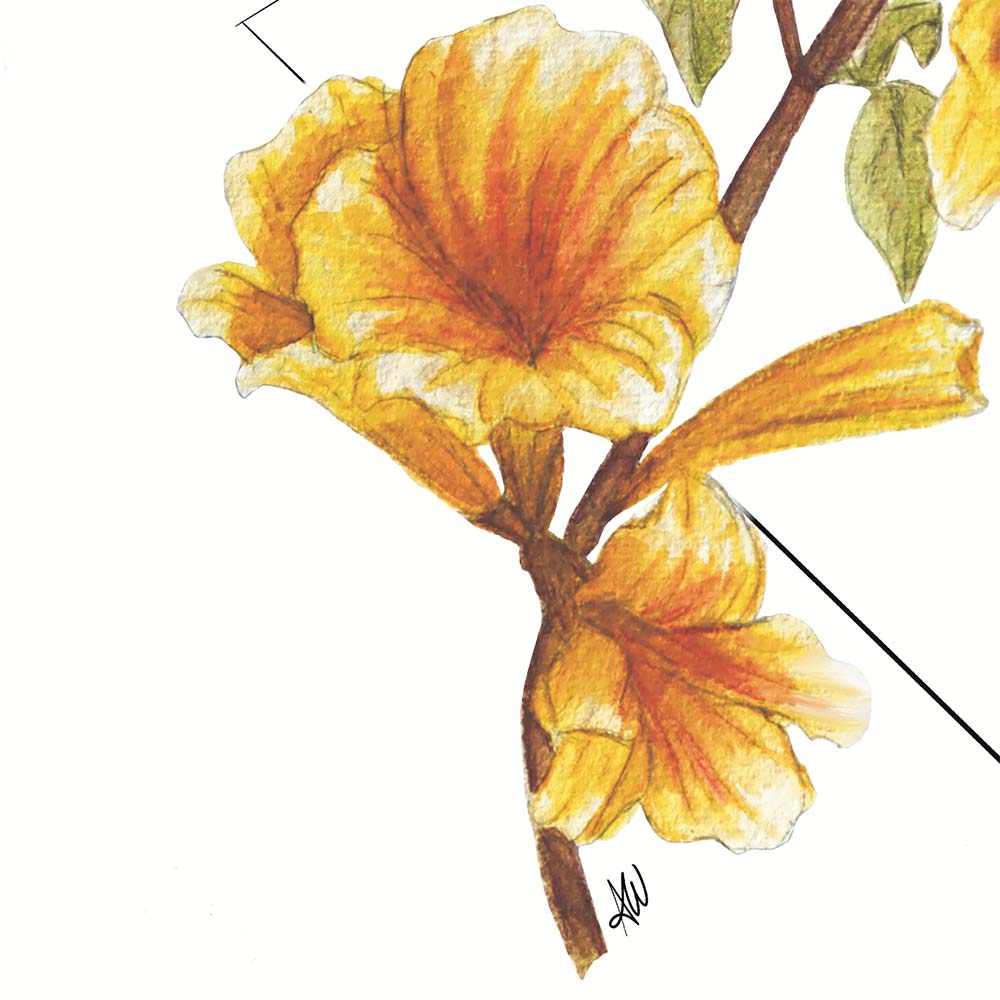 Ipê Amarelo Original