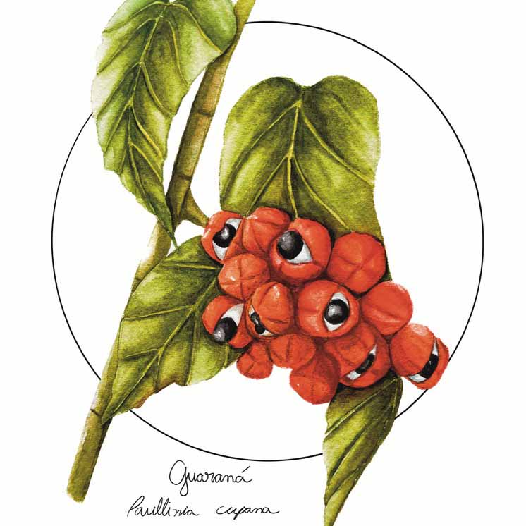Guaraná Original