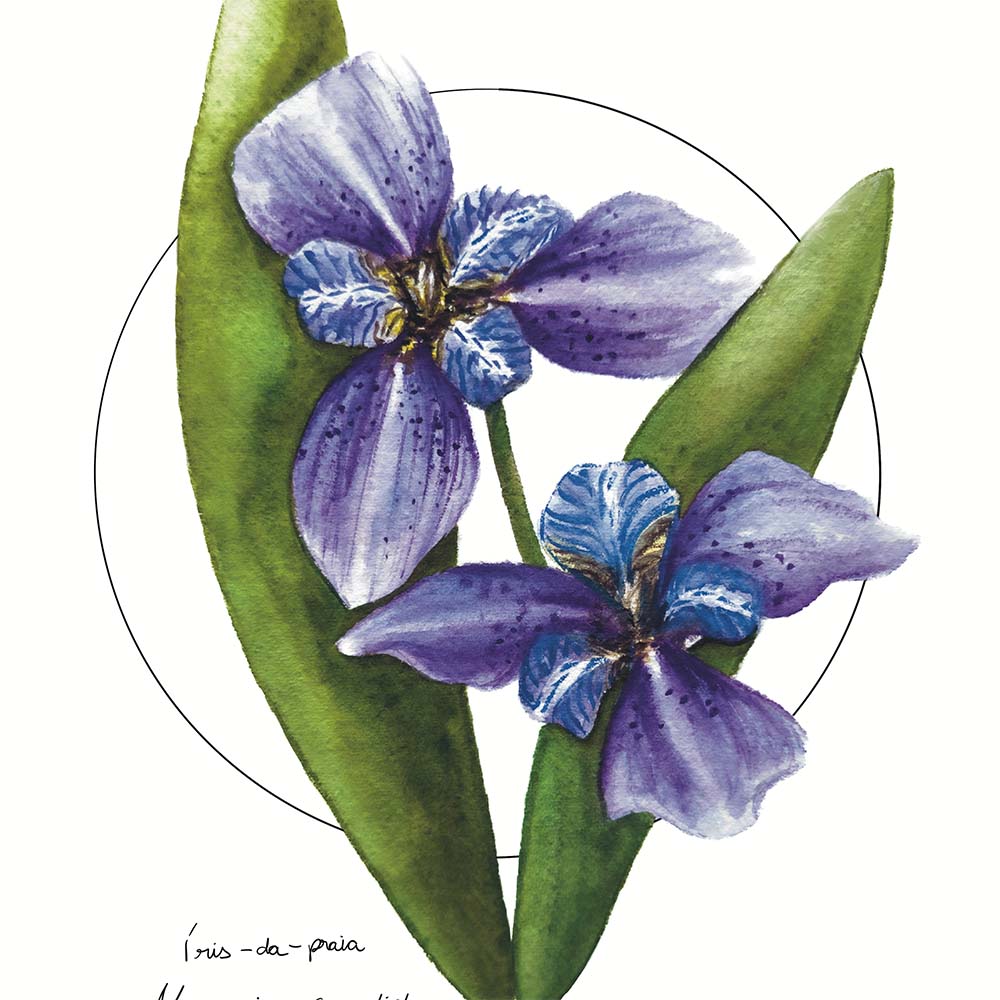 Iris da Praia Original