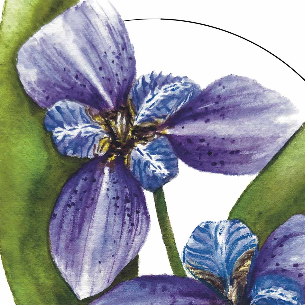 Iris da Praia Original