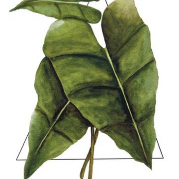 Philodendron Burle Marx Original