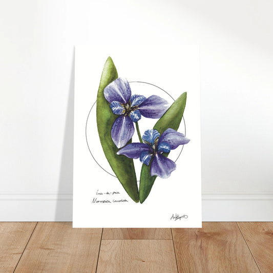 A framed fine art poster of Iris da Praia (Neomarica candida), a Brazilian coastal flower, with a watercolor illustration on a white background, set in a wooden frame.