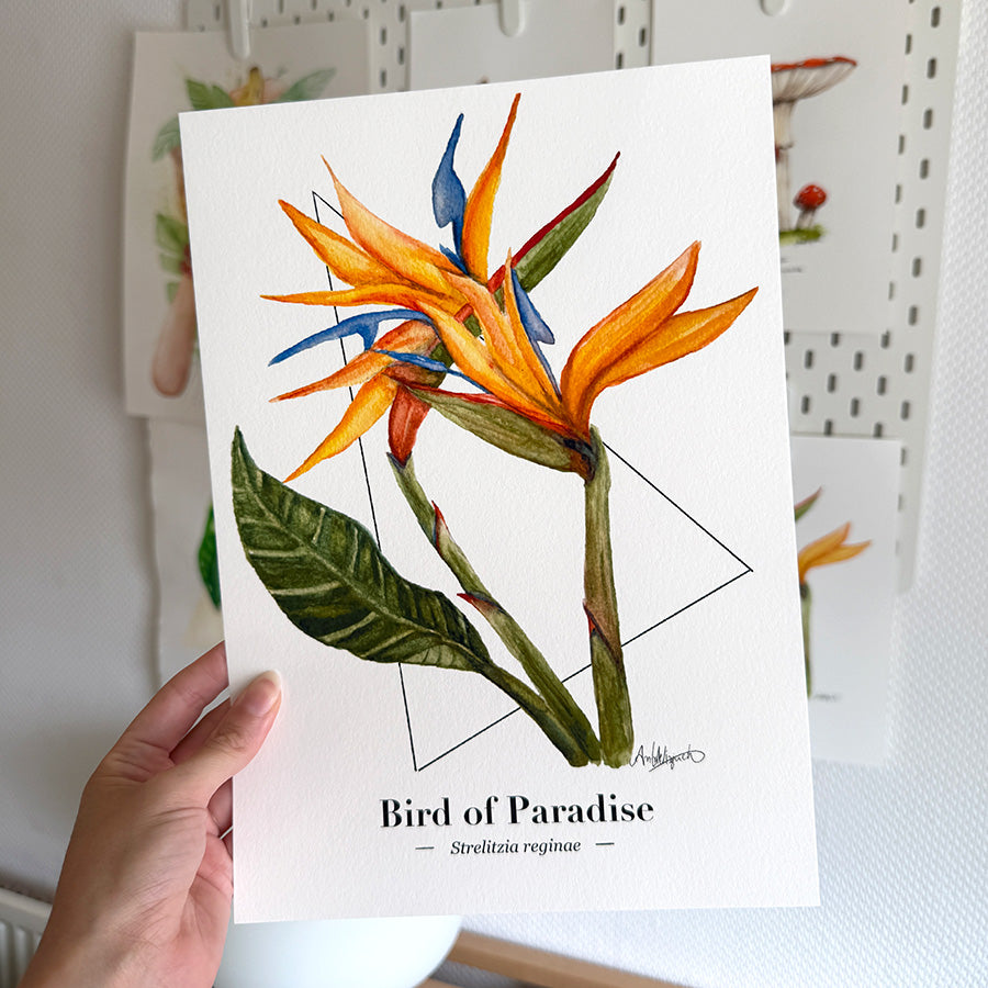A fine art print featuring an original illustration of the tropical Bird of Paradise flower.
