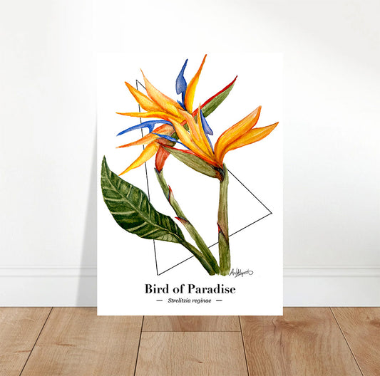 A fine art print featuring an original illustration of the tropical Bird of Paradise flower.
