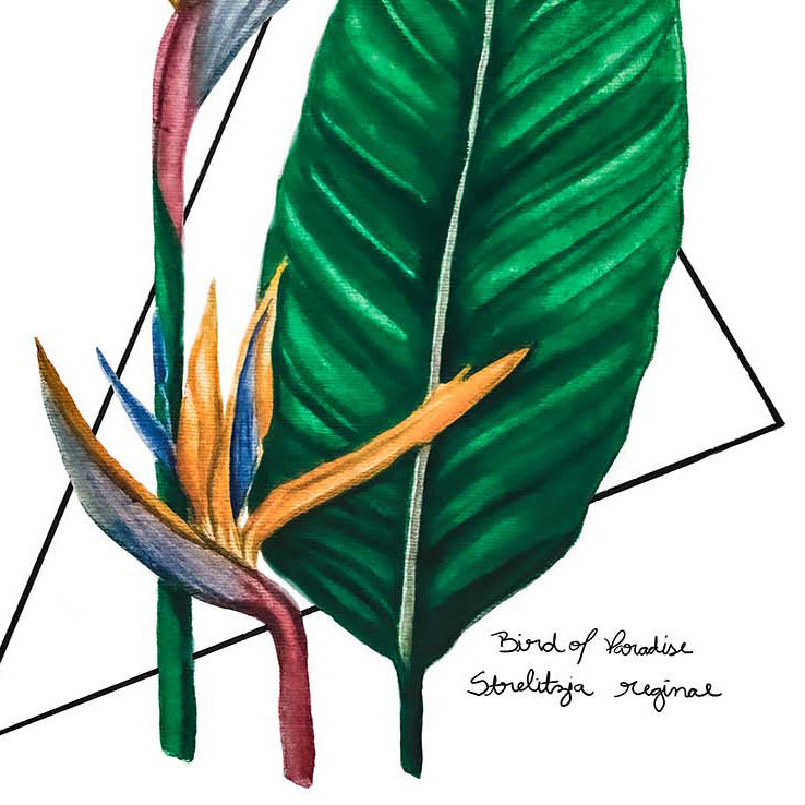 Bird of Paradise Original