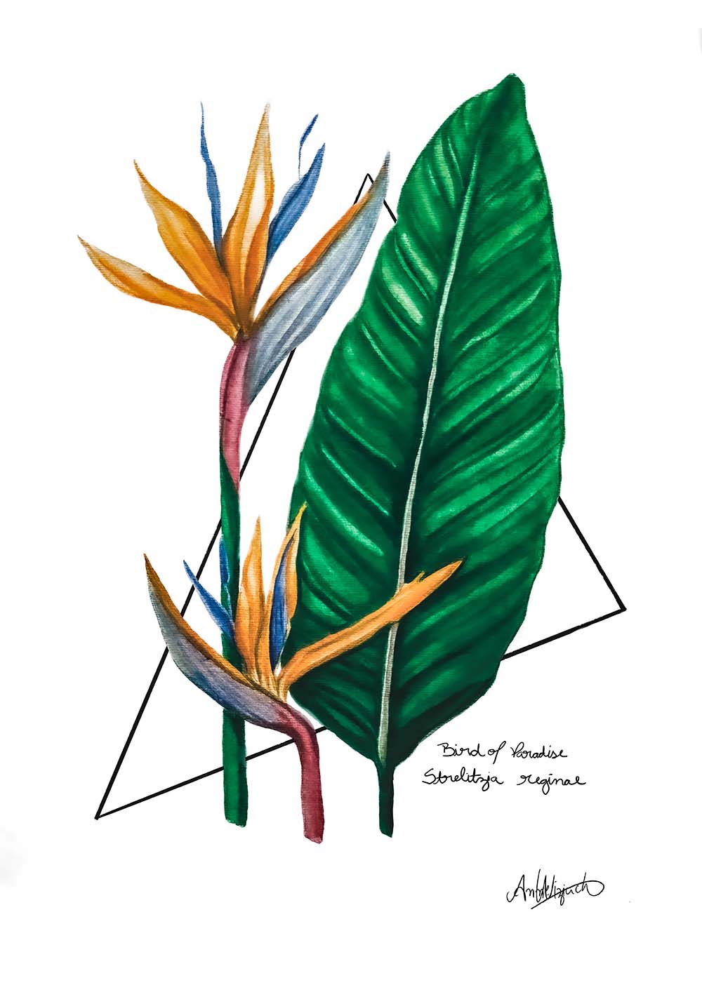 Bird of Paradise Original