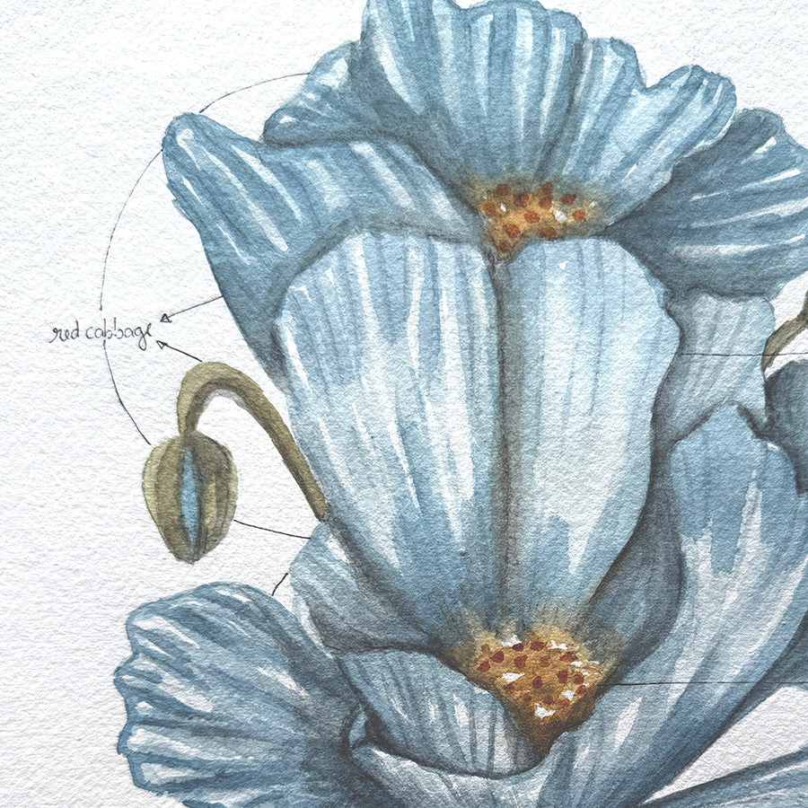 Close-up of a detailed illustration of blue flowers with a white background