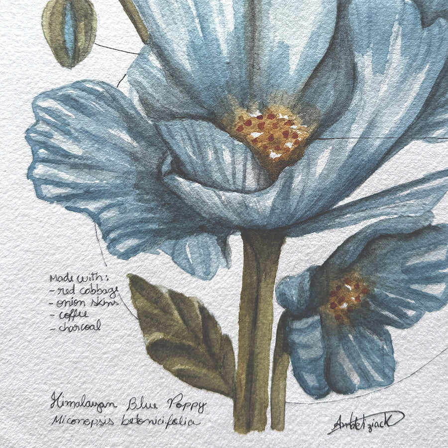 Illustration of a Himalayan Blue Poppy flower with detailed petals and leaves on a textured background.
