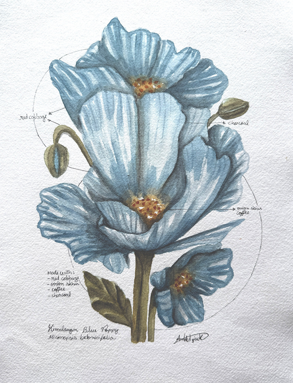 Botanical illustration of blue flowers with detailed labels on a textured white background