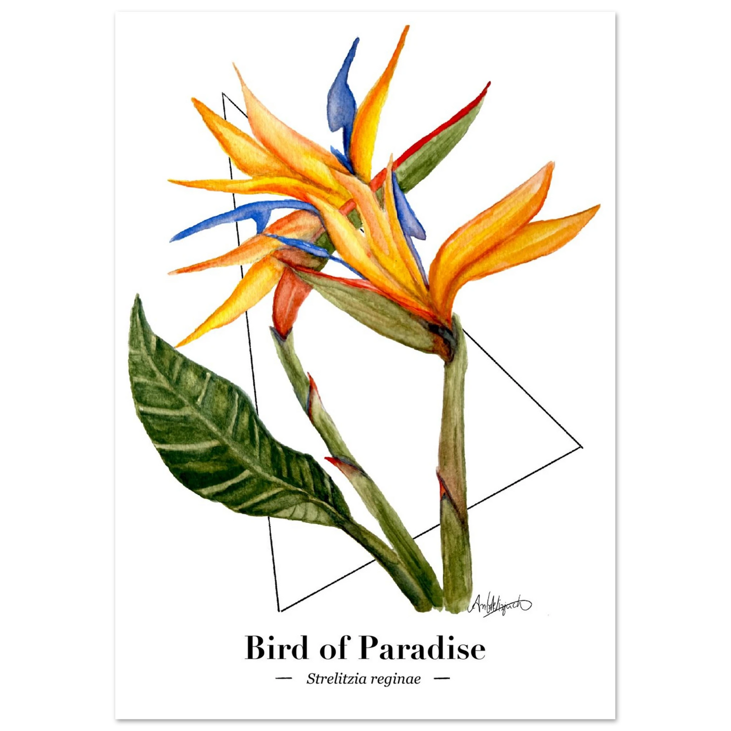 A fine art print featuring an original illustration of the tropical Bird of Paradise flower.