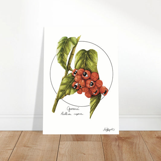 Botanical illustration of a fruit with green leaves on a white background.